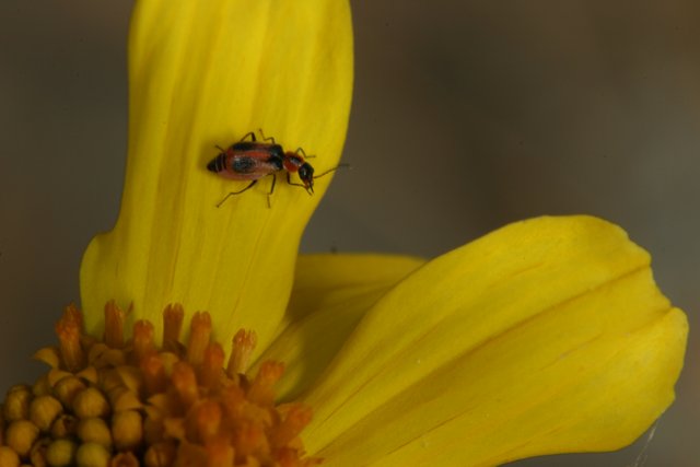 Lucky Ladybug on a Yellow Sunflower