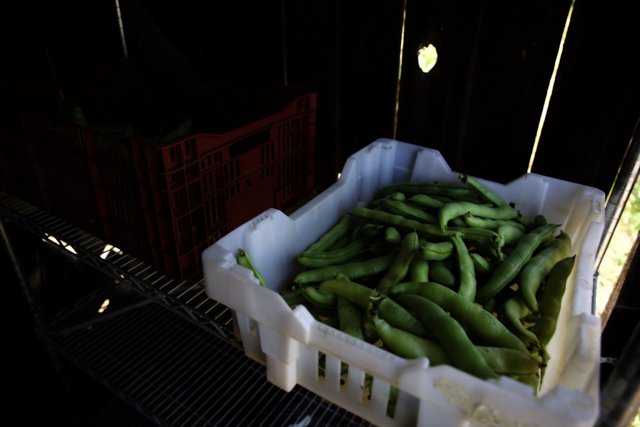 Bountiful Harvest of Green Beans