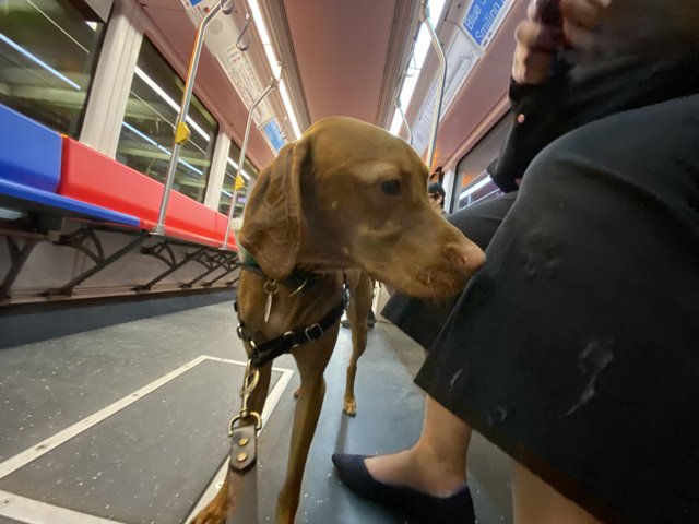 Canine Commuter