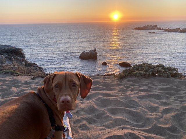 Sunset Beach Buddy