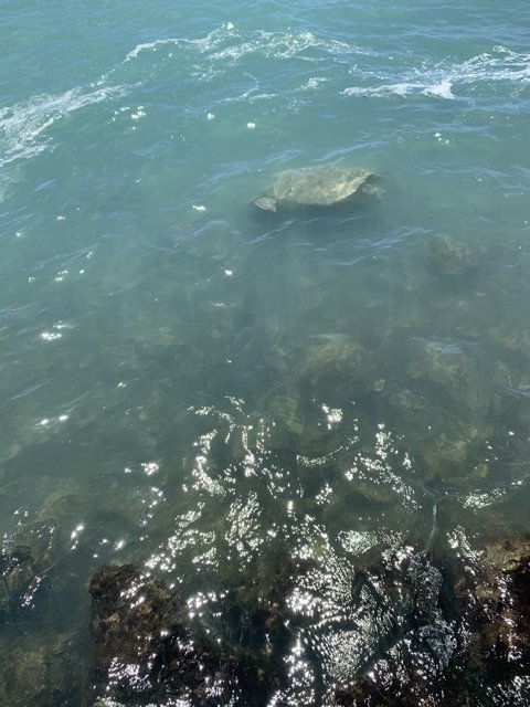 Turtle Among the Waves