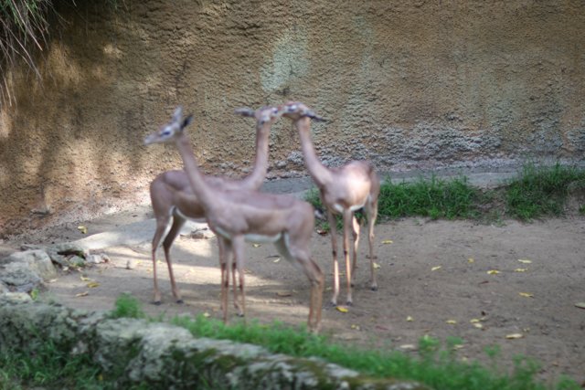 Graceful Antelopes in the Wild
