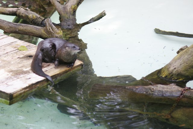 Otter Oasis