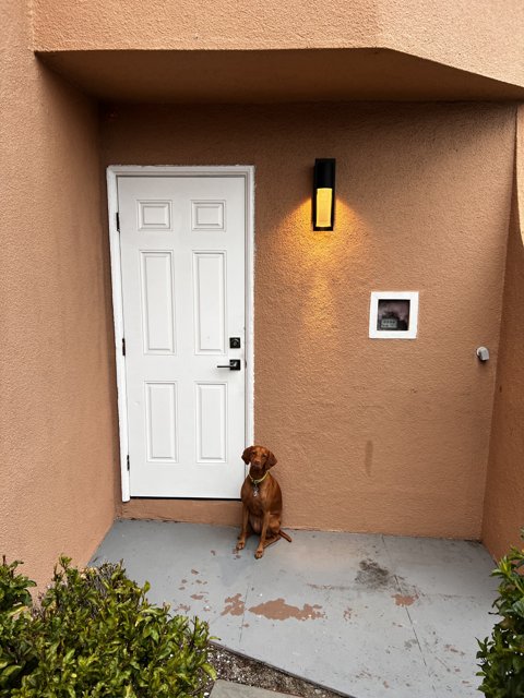 Porch Pup