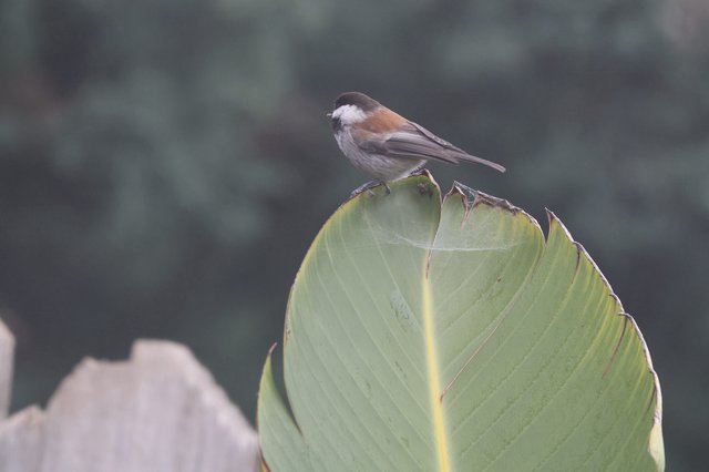 Boreal Chickadee Perched on Curled Banana Leaf