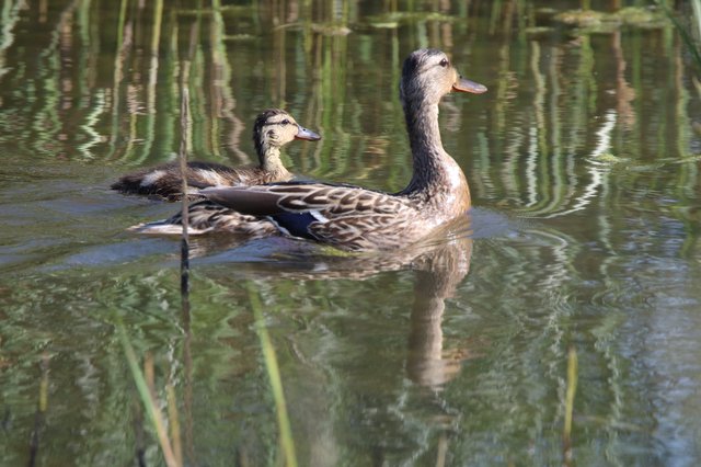 Female Mallard Duck with Duckling in Wetland Habitat