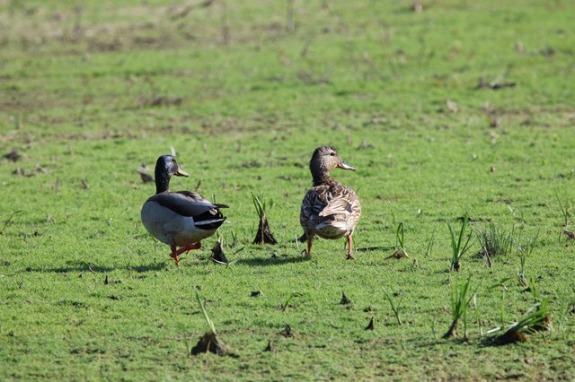 Pair of Ducks Walking Through Green Wetland Grass
