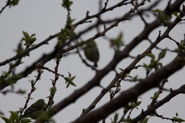 In the Canopy: A Finch's Retreat