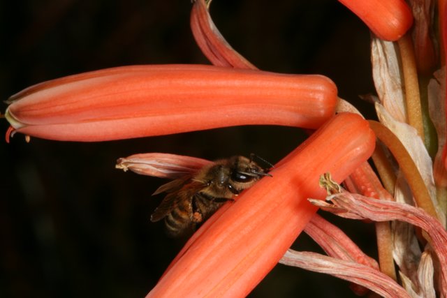 Bee in the Flower