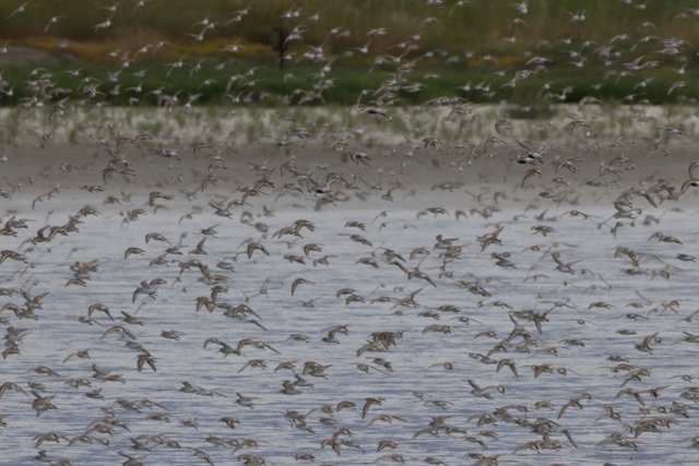 A Symphony of Wings