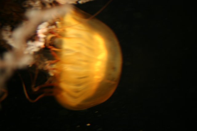Glowing jellyfish in the deep sea