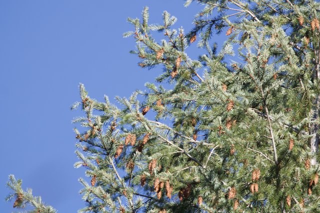 Pine Cones Against Clear Blue Winter Sky
