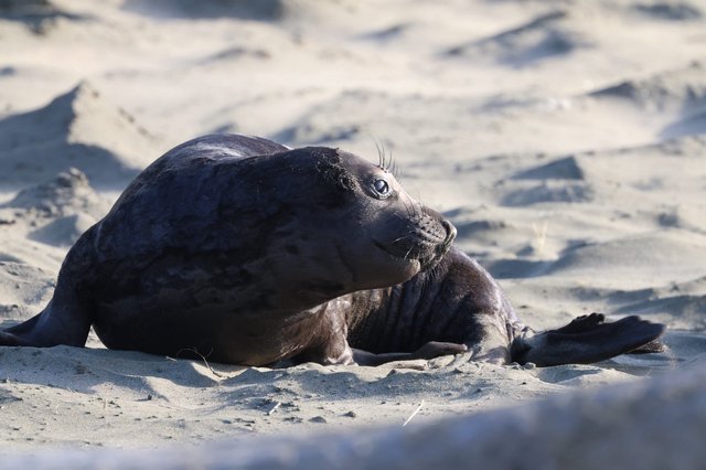 Northern Elephant Seal Mother and Pup Bonding on Beach