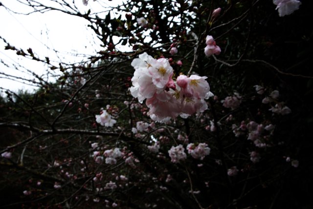 Enchanting Cherry Blossoms in San Francisco