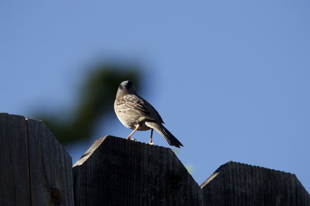 Hooded Oriole Perched on Weathered Wooden Fence