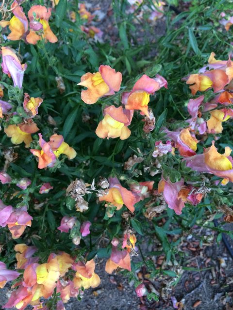 Bursting with Yellow and Orange Petals