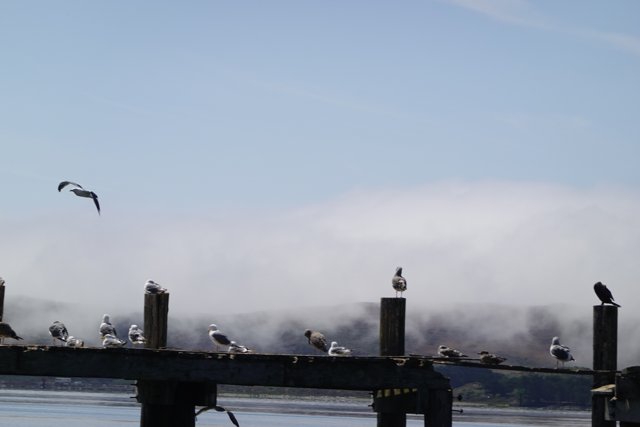 Birds flocking on a waterfront pier