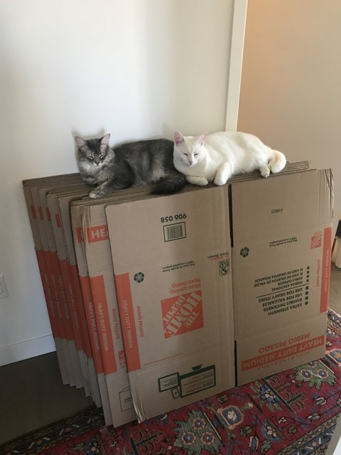 Boxed In: Two Feline Friends Take Over the Living Room