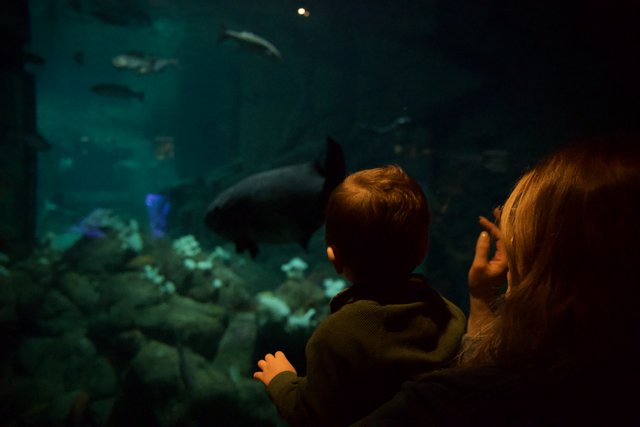 Underwater Wonders at Monterey Bay Aquarium