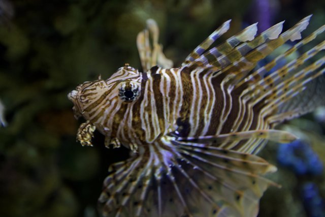 Fierce Lionfish in Aquarium