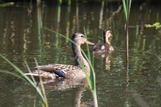 Female Gadwall Duck Swimming in Wetland Habitat