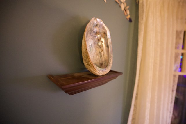 Abalone Shell Display on Wooden Shelf