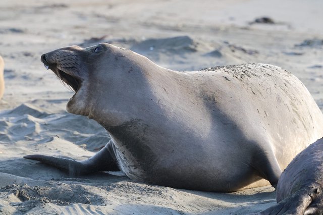 Northern Elephant Seal Vocalizing on Sandy Beach
