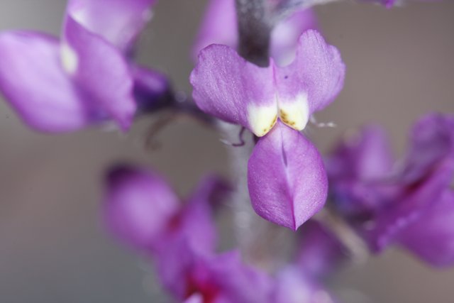 A Close-Up of a Purple Orchid