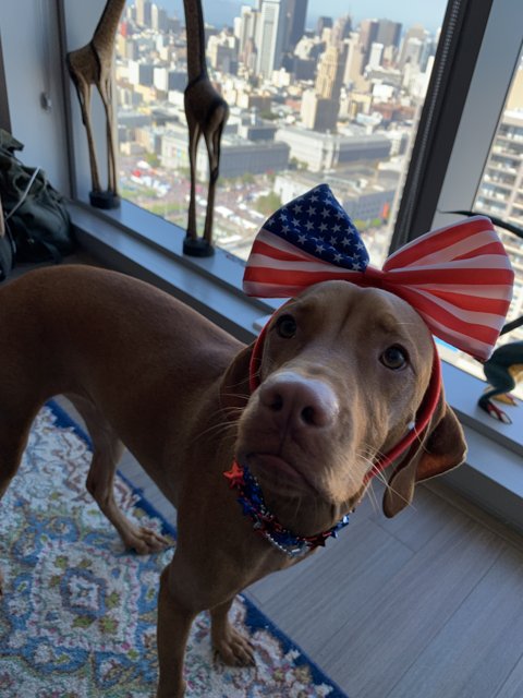 Patriotic Pup