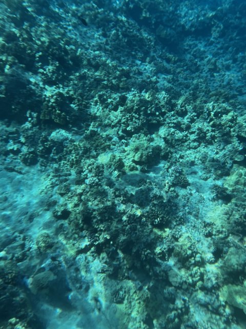 Underwater Paradise in Hawai'i