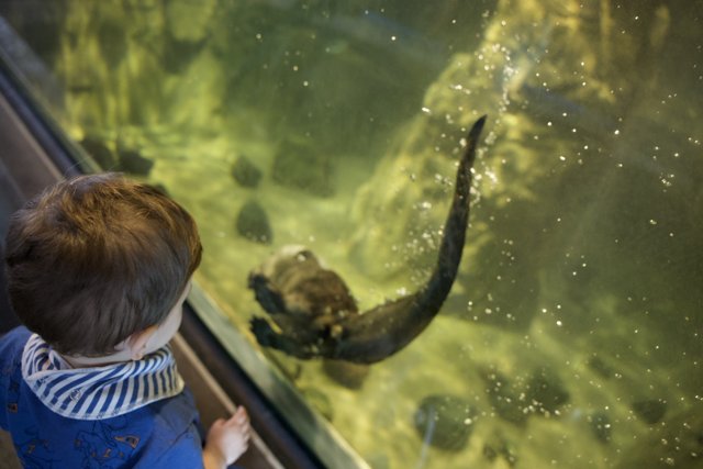 A Curious Encounter at the Aquarium