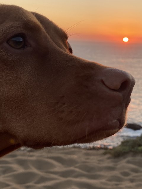 Canine Contemplation at Sunset