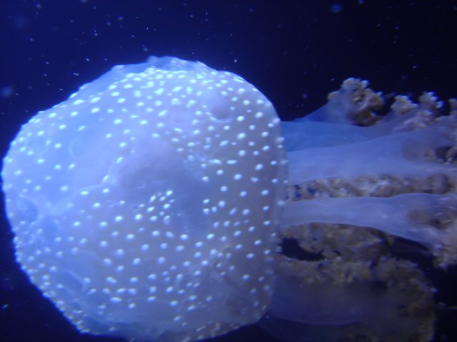 Spotted Jellyfish in the Deep