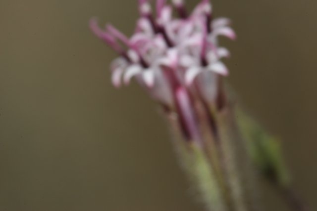 Purple Geranium in Full Bloom