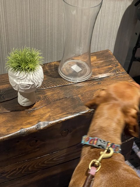 Curious Canine and the Lovely Vase
