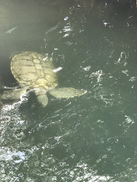 Turtle Under the Bridge