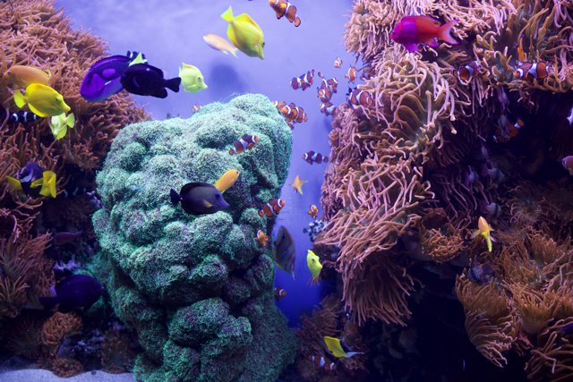 Underwater Wonderland - Monterey Bay Aquarium, 2023