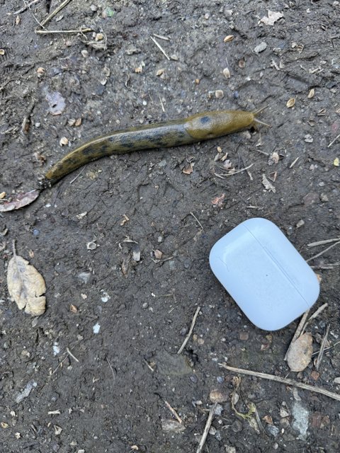 Nature's Encounter: Slug Stroll