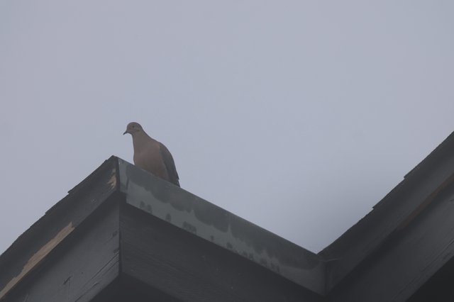 Pigeon Perched on Rooftop Against Overcast Sky