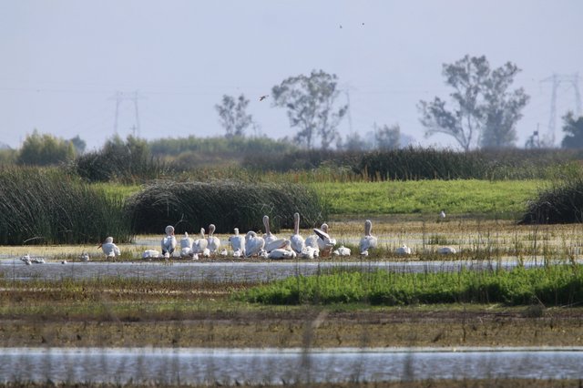 Greater Flamingos Gathering in Wetland Habitat