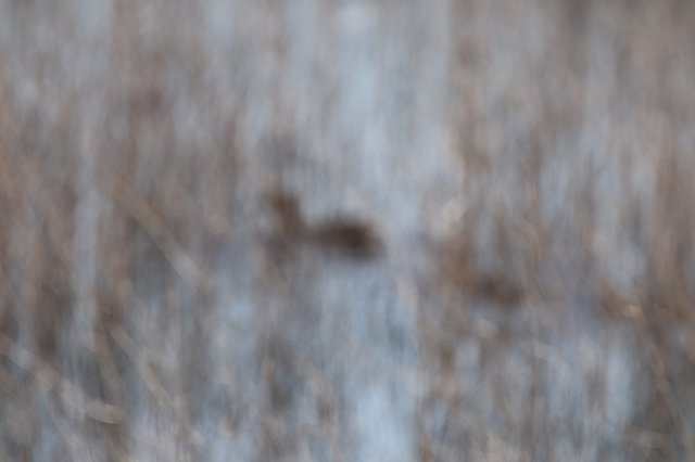 Elusive Wildlife in Wetland Grasses at Dusk