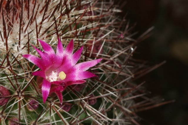 Pink Flower Blooms on Cactus Plant