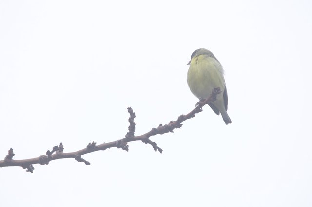 Yellow Finch Perched on Bare Winter Branch