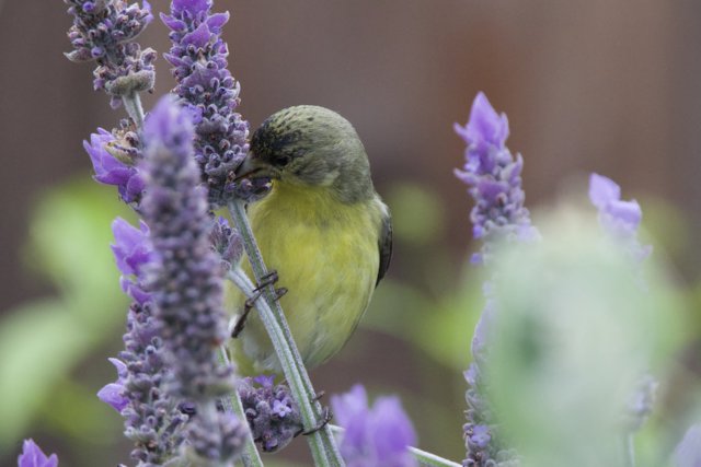 A Finch's Lavender Feast