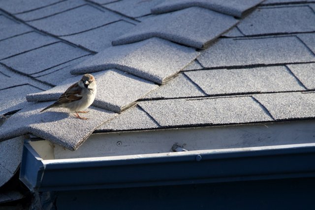 Morning Glimpse of El Sereno Sparrow
