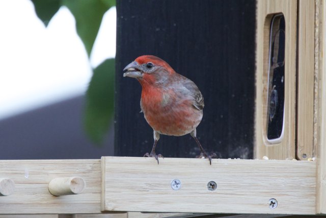 Feathered Friend on a Wooden Perch