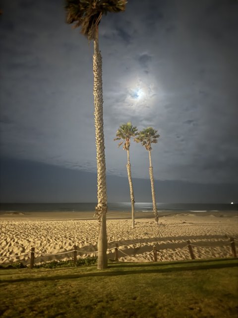 Moonlit Tropics