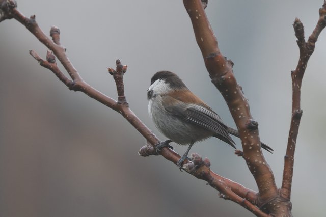 Boreal Chickadee Perched on Winter Branch