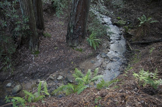 A Tranquil Stream in the Heart of the Forest