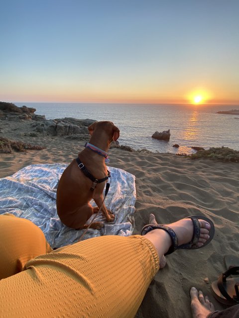 Sunset Serenity with My Furry Companion